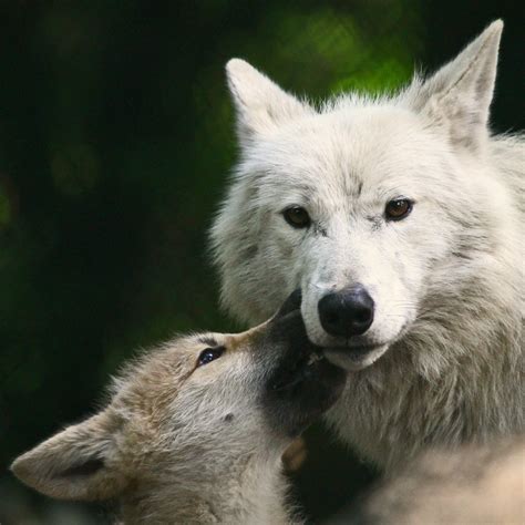 arctic wolf cub arctic wolf cub artis zoo amsterdam flickr
