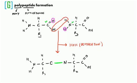 polypeptide formation youtube