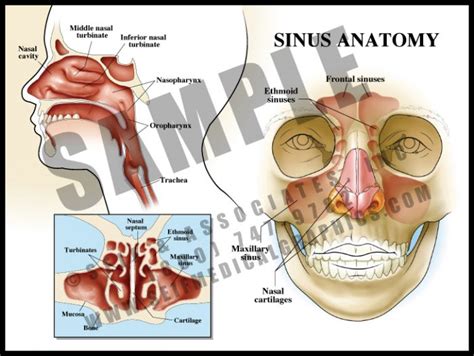 sinus anatomy sa medical graphics