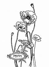 Coloring Poppy California Valentine Lovely Remembrance Pages Color Popular sketch template