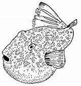 Puffer Coloring Pages Animal Color Print Back sketch template