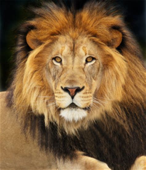 power animal   week lion