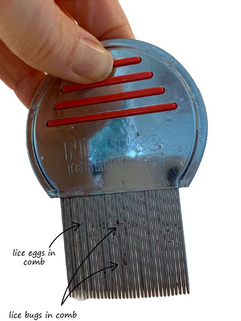 proven ways  clean   disinfect  lice comb