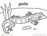 Gecko Worksheet sketch template