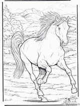Cavalo Paard Paarden Cavalos Pintar Selvagem Animais Colorare Cavalli Cavallo Caballo Cheval Correndo Coloriage Pferd Imagem Caballos Ensinados Selados Domados sketch template