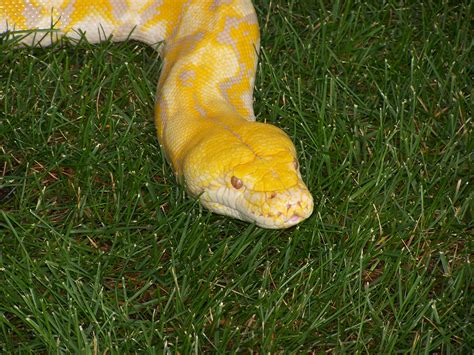 bestandreticulated python albino head mn jpg wikipedia