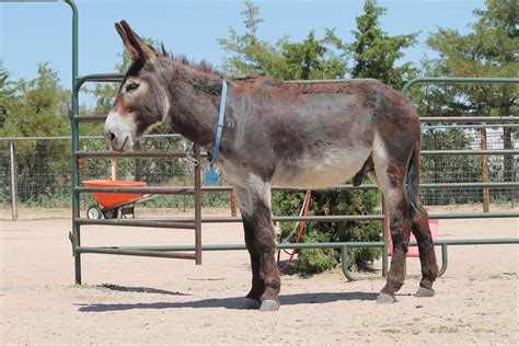 handsome mammoth donkey dartagnan  full rehabilitation    animals nature