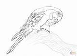 Macaw Ara sketch template
