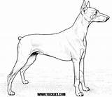 Coloring Pinscher Doberman Pages German Dog Choose Board sketch template