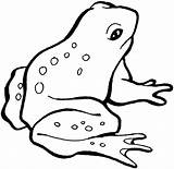 Frog Frosch Frogs Colouring Hopping Froglet sketch template