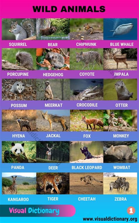 animals  animal names great list   animals