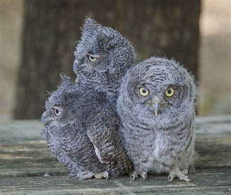 baby screech owls baby owls owl screech owl