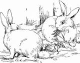 Colouring Cottontail Rabbits Bunnies Print sketch template