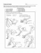 Coloring Evolution Instructions Name Questions Evidence Answer Follow Then Forelimbs sketch template