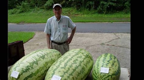 watermelon giant carolina cross 10 seeds gigantic delicious etsy