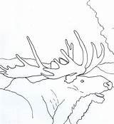 Moose Antlers Coloring Amazing sketch template