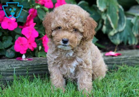 baby toy poodle puppy  sale keystone puppies