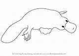 Platypus Drawing Draw Step Animals Wild Drawings Learn Paintingvalley Tutorials sketch template