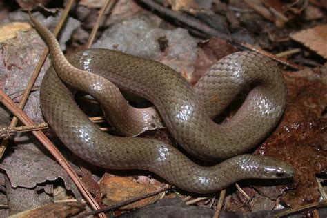 smooth earth snake pictures smooth earth snake  sale growthreport