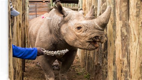 critically endangered black rhinos  died   relocated gizmodo australia