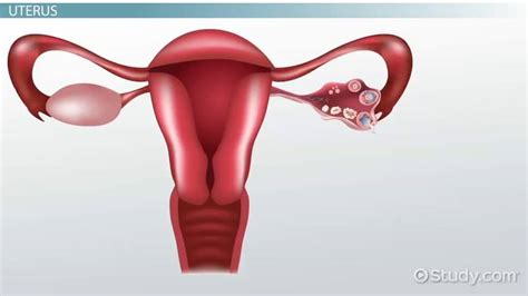 the female reproductive system functions and parts video and lesson transcript