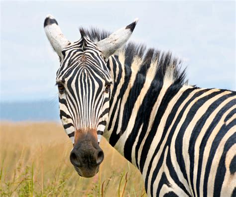 zebras wild animals news facts