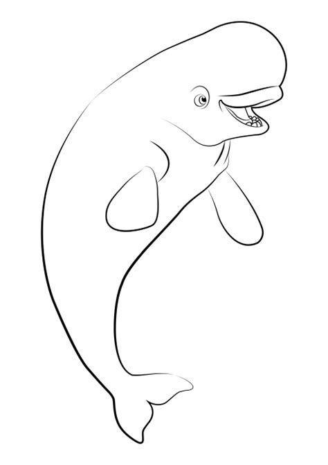 beluga coloring page beluga whale drawing coloring home beluga