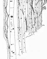 Birch Trees Bark Tattoos sketch template