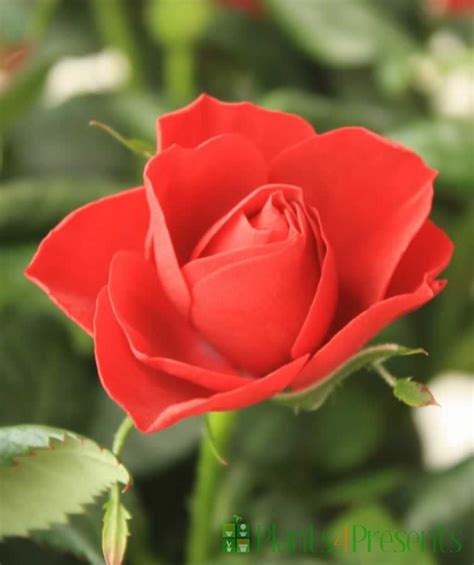 happy anniversary rose