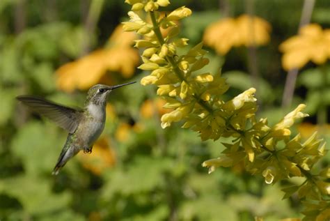 ruby throated hummingbird migration begins  chicago botanic garden