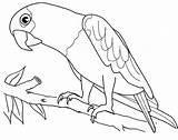 Macaw Bird Coloring Parrot Wonderful sketch template