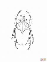 Escarabajos Colorear Scarabeo Goliath Darkling Beetles Coloringbay Bug sketch template