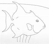 Pdf Triggerfish sketch template