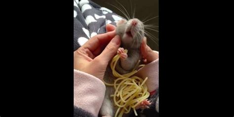 Chubby Rat Buried In Spaghetti Is Living The Dream The Dodo