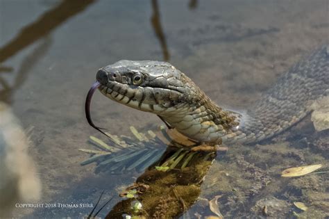 photographing northern water snakes small sensor photography