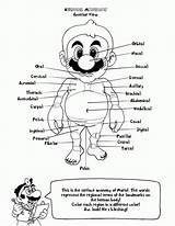 Anatomy Coloring Pages Heart Kids Book Human Printable Physiology Mario Colouring Bootleg Clipart Books Body Color Library Insane Utterly Popular sketch template
