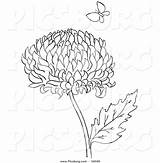 Chrysanthemum Coloring Drawings 39kb 1024 sketch template