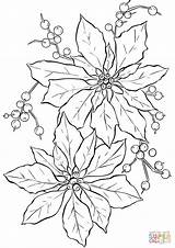 Coloring Poinsettia Pages Flower sketch template