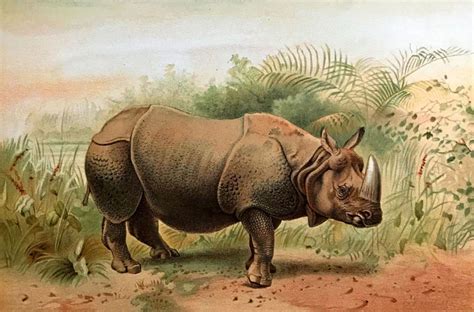 graphics monarch printable african rhinoceros artwork vintage