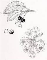 Prunus Cherry Avium Botanical Pen Ink Illustration sketch template