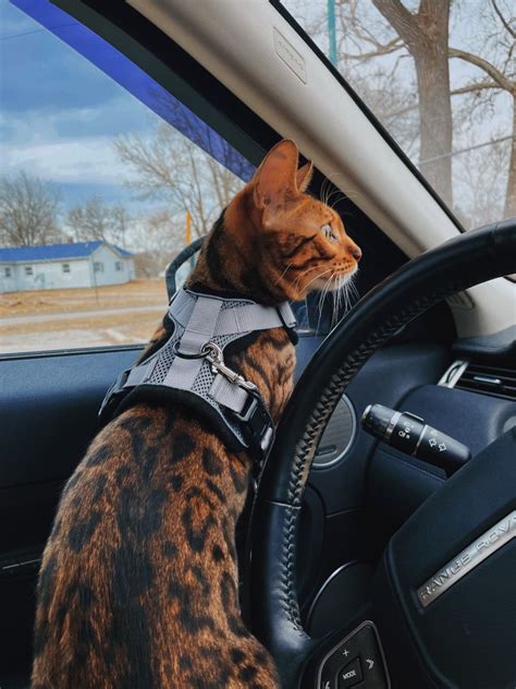 Gigi Loves Her Car Rides Bengal Cats Car Ride Gigi Mood Board