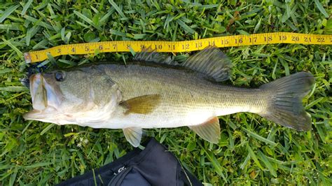 bass  smallmouth largemouth bass  depth outdoors