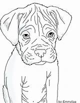 Boxer Realistic Lineart Perros Caricatura sketch template