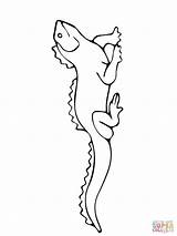 Tuatara Coloring Pages Printable Drawing Supercoloring Printables Crafts Choose Board Categories sketch template