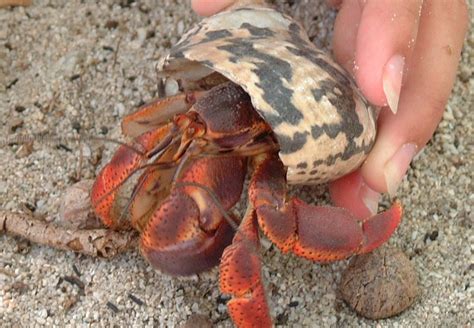 suicrosomiz hermit crab  shell
