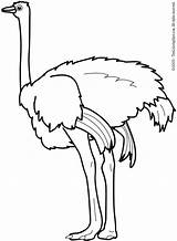Ostrich Coloring Pages Clip Clipart Printable Animals Preschool Kids Color Colouring Getcolorings 20clipart Ostriches Clipartpanda Contingent Printables sketch template