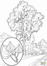 Coloring Cottonwood Pages Trees Eastern Drawing Poplar Printable Designlooter Click 1020 1440px 86kb Drawings sketch template