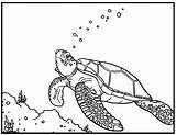 Coloring Pages Turtle Sea Baby Printable Color Turtles Getcolorings sketch template