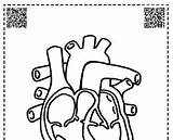 Notebook Interactive Circulatory System Heart Qr Foldable Jr Coloring Body High Preview sketch template