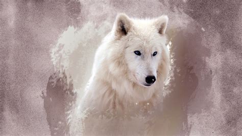 wolf wallpapers hd wallpapers id